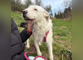 Bianca - liebevoll, zugewandt und bereit für ihr neues Leben