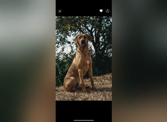 Jack – Ein Broholmer mit Klasse und Charakter!