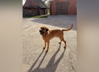 Jack – Ein Broholmer mit Klasse und Charakter!