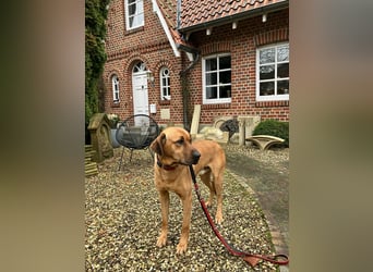 Jack – Ein Broholmer mit Klasse und Charakter!