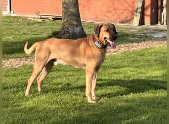 Jack – Ein Broholmer mit Klasse und Charakter!