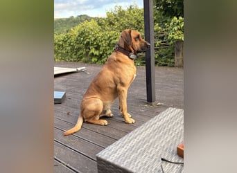 Jack – Ein Broholmer mit Klasse und Charakter!