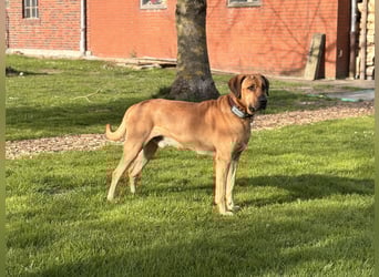 Jack – Ein Broholmer mit Klasse und Charakter!