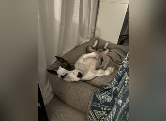 Das ist Haku - ein Bulli mit großem Herz und besonderem Charakter