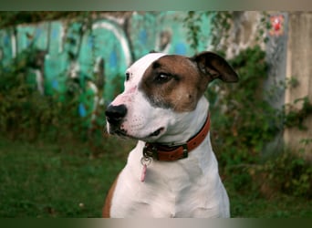 Das ist Haku - ein Bulli mit großem Herz und besonderem Charakter