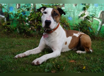 Das ist Haku - ein Bulli mit großem Herz und besonderem Charakter