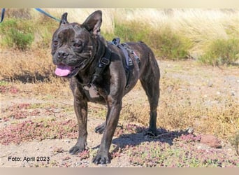 Bulli sucht neue Herausforderungen