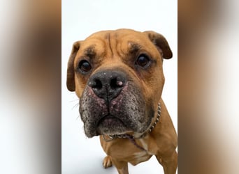 Teddy ❤️ sanfter, lieber Hundebegleiter