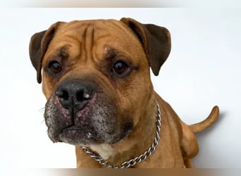 Teddy ❤️ sanfter, lieber Hundebegleiter