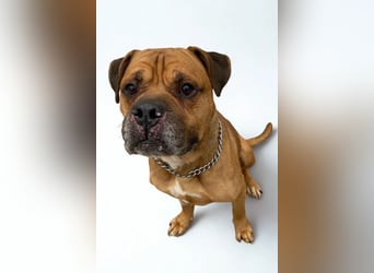 Teddy ❤️ sanfter, lieber Hundebegleiter