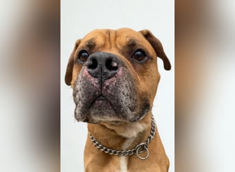 Teddy ❤️ sanfter, lieber Hundebegleiter