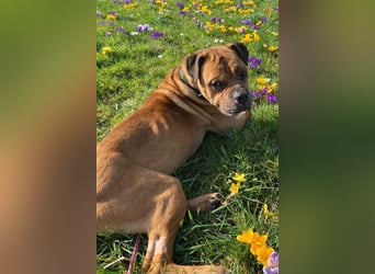 Teddy ❤️ sanfter, lieber Hundebegleiter
