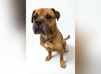 Teddy ❤️ sanfter, lieber Hundebegleiter