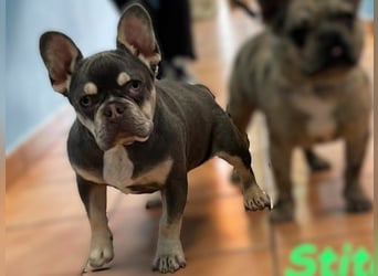 Goofy1 geb. 10/2023 (ESP) - anhängliche und freundliche Französische Bulldogge!