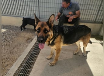 Gina: Traumhund für alle Schäferhundfreunde