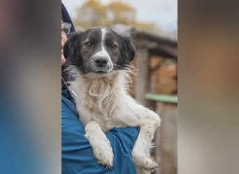Zarter Hundebub Romeo❤️sucht Pflege- oder Endstelle
