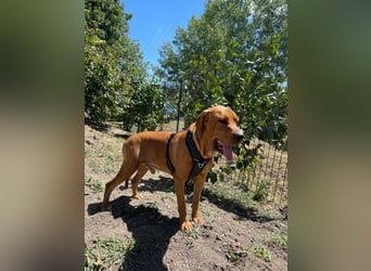 Eddy - unser liebevoller Riese