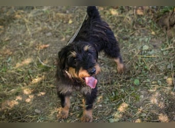 Eliot: Sucht ein Zuhause