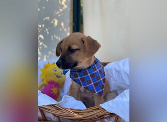 Adi LM - Zuhause gesucht – Neun kleine Hundekinder auf großer Mission