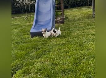Chihuahua Welpen reinrassig Rüde