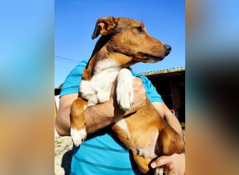Hundekind JAX sucht seine Herzensmenschen