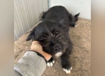 Kimani, Schnauzer-Mix, Hündin, geb. 01.11.2023, ca. 40 cm, 12 kg