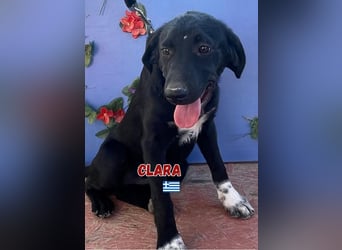 Clara,geb.03/25,verschmustes Hundemädchen sucht ihre Familie