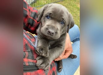 Labrador Retriever chacoral/Silber