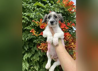 Vili, geboren 07.04.2025, 25cm sucht seine Menschen