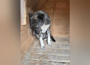 Flint - Hundeflüsterer gesucht
