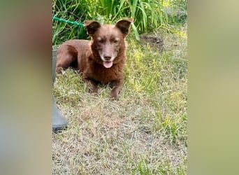 Monty - verspielter, freundlicher, menschenbezogener Rüde / z.Zt. noch in Rumänien