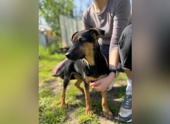 Dobby LM – kleiner Wirbelwind sucht seine Familie