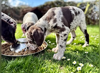 Superschöne nicht ganz reinrassige Deutsche Doggenwelpen können bald ausziehen
