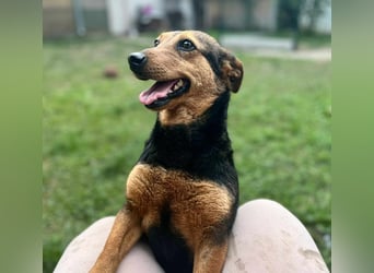Frida, 10.05.2019 geboren, 31 cm sucht ihre Menschen