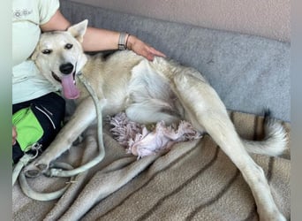 Vera ❤️ menschenbezogene Husky-Dame
