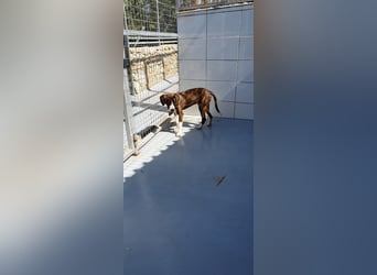 JURI sucht ein Zuhause