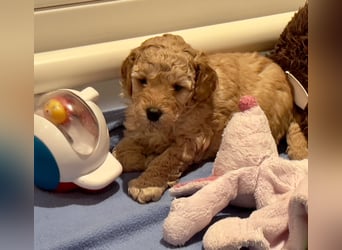 Zwergpudelwelpen in fawn suchen tolle Familien