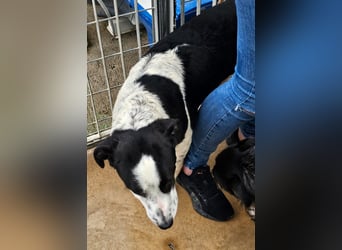 Milla - Gute-Laune-Hund wartet auf Sie