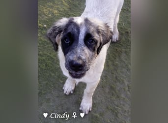 Cindy und Carla suchen ab Mitte Juli ein Zuhause
