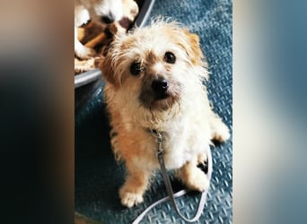 Lina, Malteser-Terriermischling, geb. 2022, freundliche Wuschelmaus sucht Zuhause