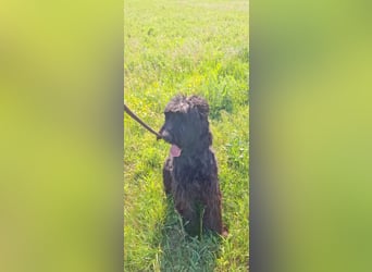 Jacky VI – Lebensfroher Riesenschnauzer sucht aktives Zuhause