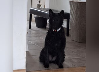 Bony ein Traumhund