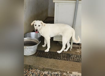 Wayne: Familienhund und treuer Begleiter