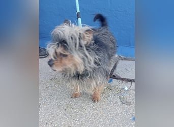 Tobby, sucht mit seiner Freundin Tara ein Zuhause
