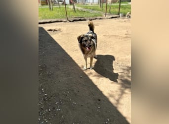 Sascha  3 ¾ jähriger Bub, SH ca. mittelgroß, verspielt, sozial, menschenbezogen, lieb