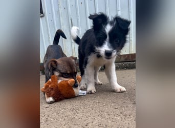 Neugieriger EDISON ist verspielt und liebt kuscheln