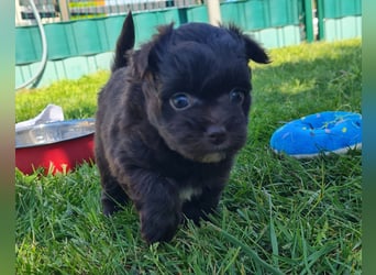 Bezaubernde Welpen aus Bolonka Zwetna und Pomeranian (Zwergspitz)
