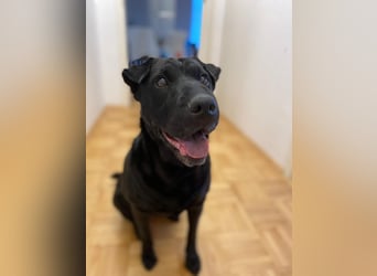 FRIDA ❤️ gemütlicher Labrador Shar-Pei Dame, Pflegefamilie Köln
