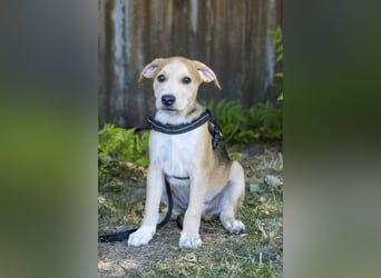Bailey SI – 3 Jungs suchen ihr großes Abenteuer