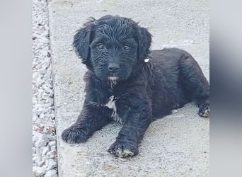 ❤️ süßes TINO-Baby - 2 Monate, später 35cm - Havaneser-Pudel-Schnauzer-Mix